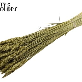 Gedroogde Tarwe | Kleur: Olijfgroen | Triticum Droogbloemen | Lengte ± 60 centimeter | Gewicht 220 gram | Per bos