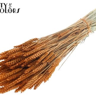 Gedroogde Tarwe | Kleur: Terracotta | Triticum Droogbloemen | Lengte ± 60 centimeter | Gewicht 220 gram | Per bos