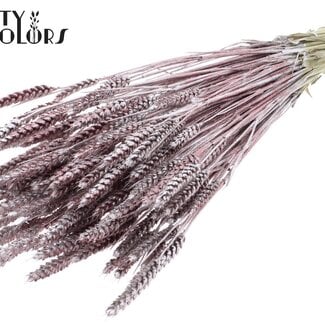Gedroogde Tarwe | Kleur: Champagnekleurig + Glitter | Triticum Droogbloemen | Lengte ± 60 centimeter | Gewicht 220 gram | Per bos