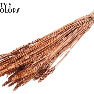 Gedroogde Tarwe | Kleur: Koperkleurig + Glitter | Triticum Droogbloemen | Lengte ± 60 centimeter | Gewicht 220 gram | Per bos