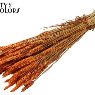 QC Dried Wheat | Colour: Orange | Triticum Dried Flowers | Length ± 60 centimetres | Weight 220 grams | Per bunch