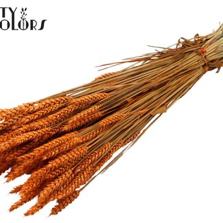 QC Gedroogde Tarwe | Kleur: Oranje | Triticum Droogbloemen | Lengte ± 60 centimeter | Gewicht 220 gram | Per bos