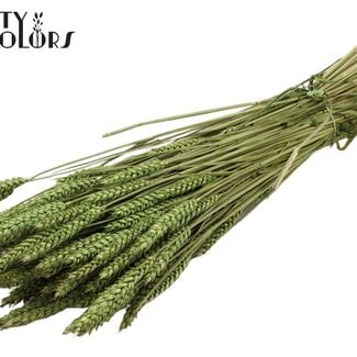 Gedroogde Tarwe | Kleur: Lichtgroen | Triticum Droogbloemen | Lengte ± 60 centimeter | Gewicht 220 gram | Per bos