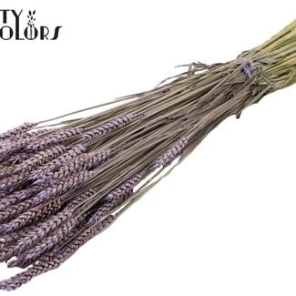 Gedroogde Tarwe | Kleur: Frosted Milkapaars | Triticum Droogbloemen | Lengte ± 60 centimeter | Gewicht 220 gram | Per bos