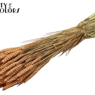 QC Dried Wheat | Colour: Frosted Salmon | Triticum Dried Flowers | Length ± 60 centimetres | Weight 220 grams | Per bunch