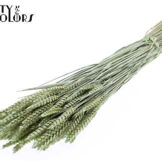 QC Gedroogde Tarwe | Kleur: Pearl Mintgroen | Triticum Droogbloemen | Lengte ± 60 centimeter | Gewicht 220 gram | Per bos