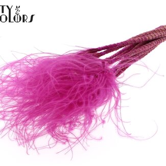 QC Gedroogd Stipa Vedergras | Kleur: Lilakleurig | Stypha Penata Droogbloemen | Lengte ± 60 centimeter | 10 pluimpjes per bos | Per bos