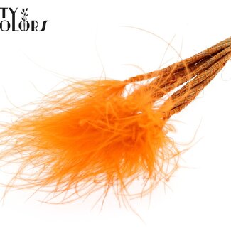 Gedroogd Stipa Vedergras | Kleur: Oranje | Stypha Penata Droogbloemen | Lengte ± 60 centimeter | 10 pluimpjes per bos | Per bos