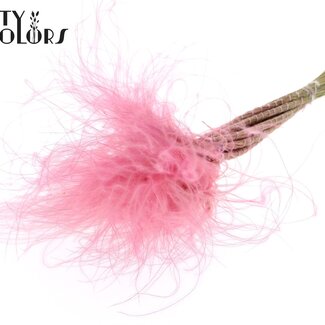 QC Gedroogd Stipa Vedergras | Kleur: Roze | Stypha Penata Droogbloemen | Lengte ± 60 centimeter | 10 pluimpjes per bos | Per bos