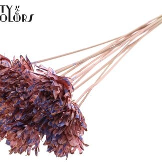 Shola Bloem op stok | Kleur: Gespetterd Roze Milkapaars | Shola Slice Pine | Diameter 6 centimeter | Lengte ± 50 centimeter | 10 bijstekers per bos  | Per bos