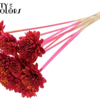 Shola Zinnia Bloem op stok | Kleur: Gespetterd Kerskleurig Geel | Shola Zinia | Diameter 6 centimeter | Lengte ± 50 centimeter | 10 bijstekers per bos | Per bos