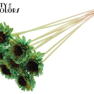 Shola Madelief Zonnebloem op stok | Kleur: Gespetterd Mintgroen Geel | Shola Daisy Sunflower | Diameter 6 centimeter | Lengte ± 50 centimeter | 10 bijstekers per bos | Per bos