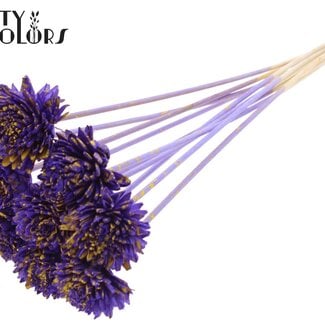 Shola Zinnia Bloem op stok | Kleur: Gespetterd Paars Geel | Shola Zinia | Diameter 6 centimeter | Lengte ± 50 centimeter | 10 bijstekers per bos | Per bos
