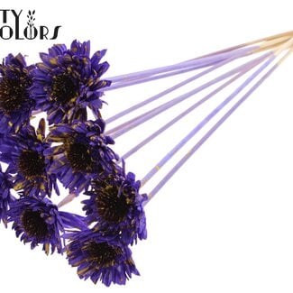 Shola Madelief Zonnebloem op stok | Kleur: Gespetterd Paars Geel | Shola Daisy Sunflower | Diameter 6 centimeter | Lengte ± 50 centimeter | 10 bijstekers per bos | Per bos