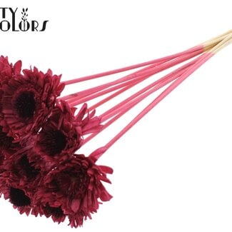 Shola Madelief Zonnebloem op stok | Kleur: Bordeauxrood | Shola Daisy Sunflower | Diameter 6 centimeter | Lengte ± 50 centimeter | 10 bijstekers per bos | Per bos
