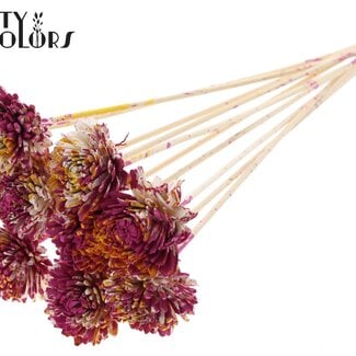 Shola Zinnia Bloem op stok | Kleur: Meerkleurig Kerskleurig Geel | Shola Zinia | Diameter 6 centimeter | Lengte ± 50 centimeter | 10 bijstekers per bos | Per bos