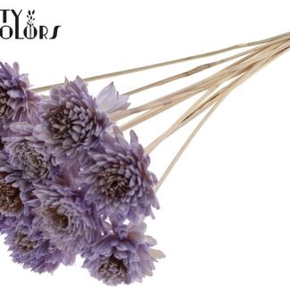Shola Zinnia Bloem op stok | Kleur: Milkapaars | Shola Zinia | Diameter 6 centimeter | Lengte ± 50 centimeter | 10 bijstekers per bos | Per bos