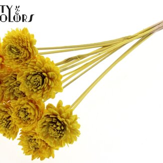 Shola Zinnia Bloem op stok | Kleur: Geel | Shola Zinia | Diameter 6 centimeter | Lengte ± 50 centimeter | 10 bijstekers per bos | Per bos