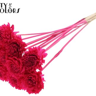 Shola Zinnia Bloem op stok | Kleur: Kerskleurig | Shola Zinia | Diameter 6 centimeter | Lengte ± 50 centimeter | 10 bijstekers per bos | Per bos