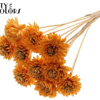 Shola Zinnia Bloem op stok | Kleur: Abrikooskleurig | Shola Zinia | Diameter 6 centimeter | Lengte ± 50 centimeter | 10 bijstekers per bos | Per bos