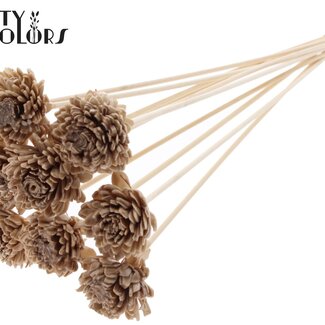 Shola Zinnia met was op stok | Kleur: Beige | Shola Zinia | Diameter 6 centimeter | Lengte ± 50 centimeter | 10 bijstekers per bos | Per bos