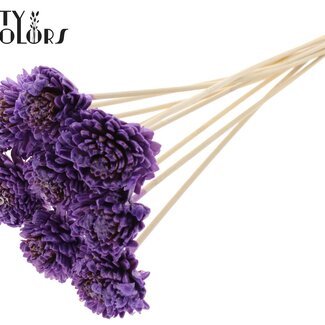 Shola Zinnia met was op stok | Kleur: Milkapaars | Shola Zinia | Diameter 6 centimeter | Lengte ± 50 centimeter | 10 bijstekers per bos | Per bos
