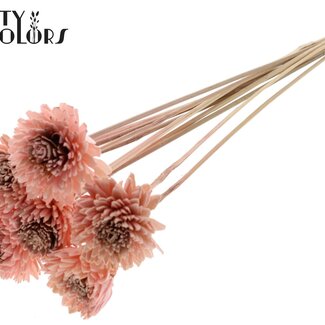 Shola Zinnia Bloem op stok | Kleur: Lichtroze | Shola Zinia | Diameter 6 centimeter | Lengte ± 50 centimeter | 10 bijstekers per bos | Per bos