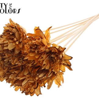 Shola Bloem op stok | Kleur: Abrikooskleurig | Shola Slice Pine | Diameter 6 centimeter | Lengte ± 50 centimeter | 10 bijstekers per bos | Per bos