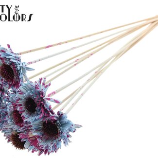 Shola Madelief Zonnebloem op stok | Kleur: Gespetterd Lichtblauw Kerskleurig | Shola Daisy Sunflower | Diameter 6 centimeter | Lengte ± 50 centimeter | 10 bijstekers per bos | Per bos