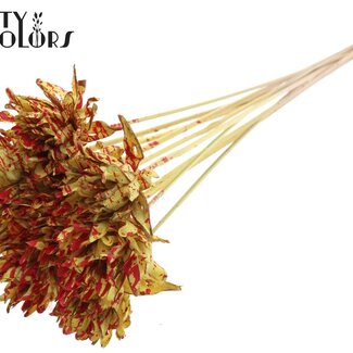 Shola Bloem op stok | Kleur: Gespetterd Geel Rood | Shola Slice Pine | Diameter 6 centimeter | Lengte ± 50 centimeter | 10 bijstekers per bos | Per bos