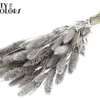QC Gedroogde Setaria | Kleur: Platinakleurig met Glitter | Setarea Droogbloemen | Lengte ± 70 centimeter | Gewicht 210 gram | Per bos