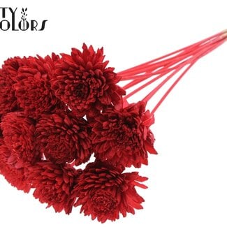 QC Shola Zinnia Blume am Stiel | Farbe: Rot | Shola Zinia | Durchmesser 8 centimeter | Länge ± 50 centimeter | 10 Bei-Stecker pro Bund | Pro Bund