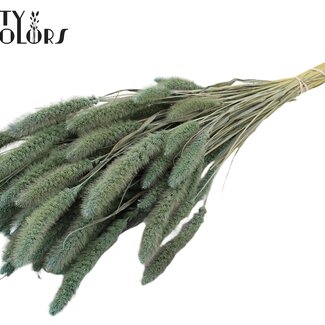 QC Gedroogde Setaria | Kleur: Frosted Lichtblauw | Setarea Droogbloemen | Lengte ± 70 centimeter | Gewicht 210 gram | Per bos