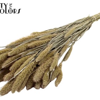 QC Gedroogde Setaria | Kleur: Frosted Wit | Setarea Droogbloemen | Lengte ± 70 centimeter | Gewicht 210 gram | Per bos