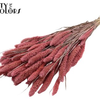 Gedroogde Setaria | Kleur: Frosted Roze | Setarea Droogbloemen | Lengte ± 70 centimeter | Gewicht 210 gram | Per bos