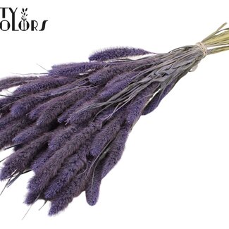Gedroogde Setaria | Kleur: Frosted Milkapaars | Setarea Droogbloemen | Lengte ± 70 centimeter | Gewicht 210 gram | Per bos