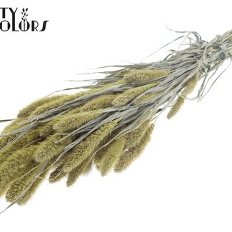 Gedroogde Setaria | Kleur: Frosted Lichtgeel | Setarea Droogbloemen | Lengte ± 70 centimeter | Gewicht 210 gram | Per bos