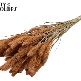 Gedroogde Setaria | Kleur: Frosted Zalmkleurig | Setarea Droogbloemen | Lengte ± 70 centimeter | Gewicht 210 gram | Per bos