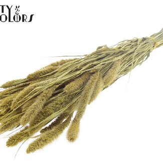 Gedroogde Setaria | Kleur: Metallic Geel | Setarea Droogbloemen | Lengte ± 70 centimeter | Gewicht 210 gram | Per bos