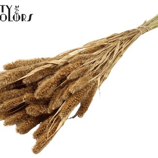 Gedroogde Setaria | Kleur: Antiek Goudkleurig | Setarea Droogbloemen | Lengte ± 70 centimeter | Gewicht 210 gram | Per bos