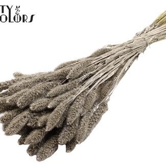 Gedroogde Setaria | Kleur: Platinakleurig | Setarea Droogbloemen | Lengte ± 70 centimeter | Gewicht 210 gram | Per bos