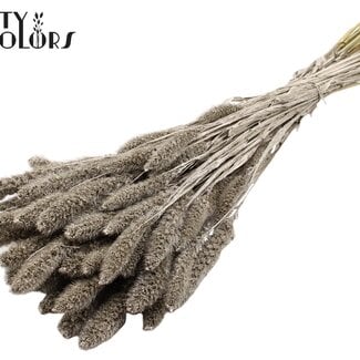QC Gedroogde Setaria | Kleur: Platinakleurig | Setarea Droogbloemen | Lengte ± 70 centimeter | Gewicht 210 gram | Per bos