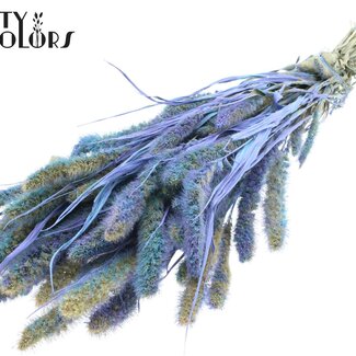 Gedroogde Setaria | Kleur: Meerkleurig Lichtblauw | Setarea Droogbloemen | Lengte ± 70 centimeter | Gewicht 210 gram | Per bos