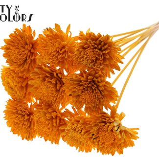 Shola Zinnia Bloem op stok | Kleur: Abrikooskleurig | Shola Zinia | Diameter 8 centimeter | Lengte ± 50 centimeter | 10 bijstekers per bos | Per bos