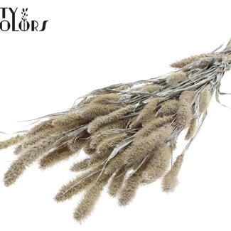 QC Gedroogde Setaria | Kleur: Pearl Wit | Setarea Droogbloemen | Lengte ± 70 centimeter | Gewicht 210 gram | Per bos
