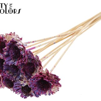 QC Shola Madelief Zonnebloem op stok | Kleur: Meerkleurig Kerskleurig Milkapaars | Shola Daisy Sunflower | Diameter 6 centimeter | Lengte ± 50 centimeter | 10 bijstekers per bos | Per bos