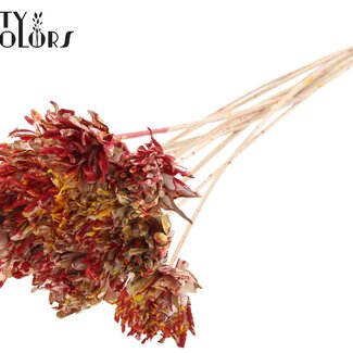 Shola Bloem op stok | Kleur: Meerkleurig Rood Geel | Shola Slice Pine | Diameter 6 centimeter | Lengte ± 50 centimeter | 10 bijstekers per bos | Per bos