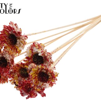 Shola Madelief Zonnebloem op stok | Kleur: Meerkleurig Rood Geel | Shola Daisy Sunflower | Diameter 6 centimeter | Lengte ± 50 centimeter | 10 bijstekers per bos | Per bos