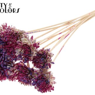 Shola Zinnia Bloem op stok | Kleur: Meerkleurig Kerskleurig Milkapaars | Shola Zinia | Diameter 6 centimeter | Lengte ± 50 centimeter | 10 bijstekers per bos | Per bos