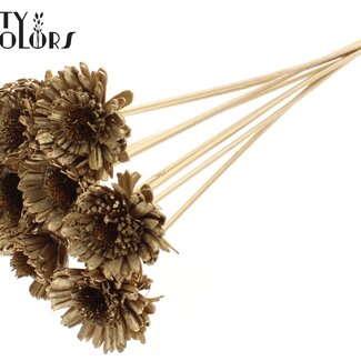 Shola Madelief Zonnebloem op stok | Kleur: Antiek Goudkleurig | Shola Daisy Sunflower | Diameter 6 centimeter | Lengte ± 50 centimeter | 10 bijstekers per bos | Per bos